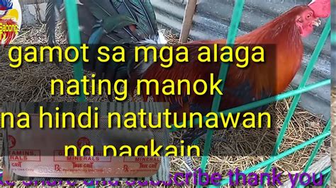gamot sa di natunawan na manok|PAANO GAMOTIN ANG MANOK NA HINDI NATUNAWAN.